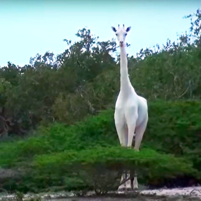 White Giraffe